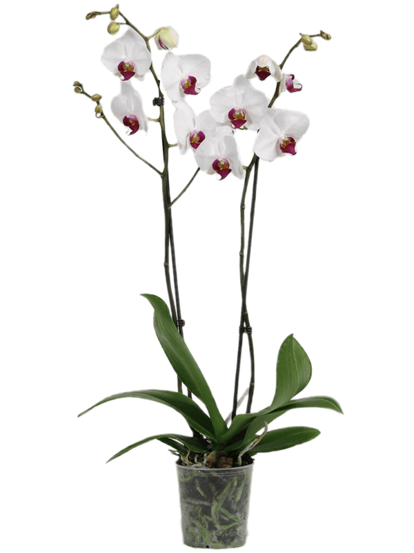 Buy Phalaenopsis 'Red Lip' 10/tray 2-Branches 18+ White-red 12/11  Soilculture? | Nieuwkoop Europe