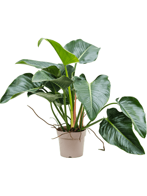Philodendron green beauty