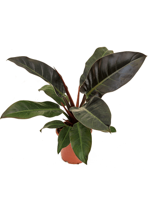 Philodendron imperial red