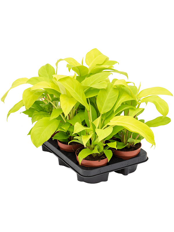 Buy Philodendron Malay Gold 6 Tray 12 10 Soilculture Nieuwkoop Europe