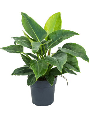 Philodendron onyx