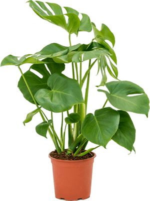 Philodendron pertusem (monstera)