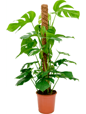 Philodendron pertusem (monstera)