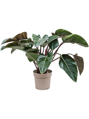 Philodendron red beauty