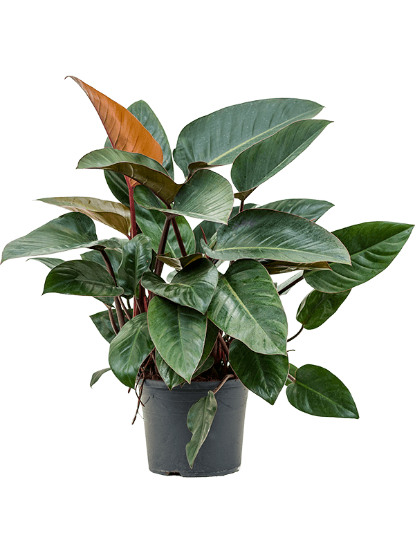 Philodendron red congo | Nieuwkoop Europe