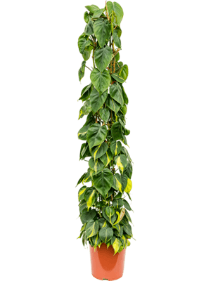 Philodendron scandens brasil