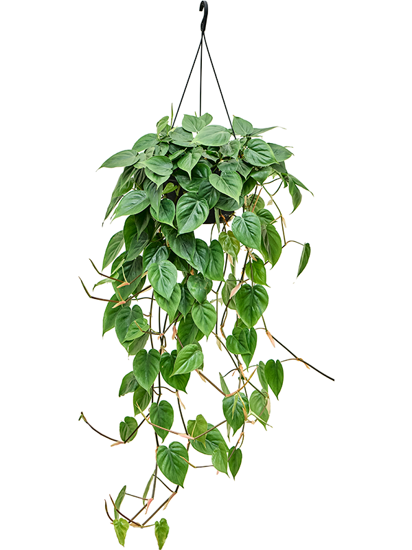 Philodendron scandens | Nieuwkoop Europe