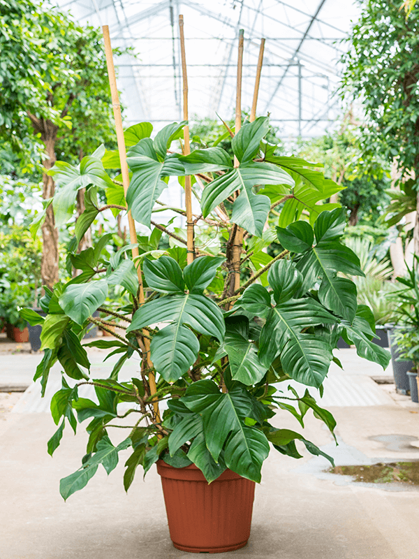 Philodendron squamiferum | Nieuwkoop Europe