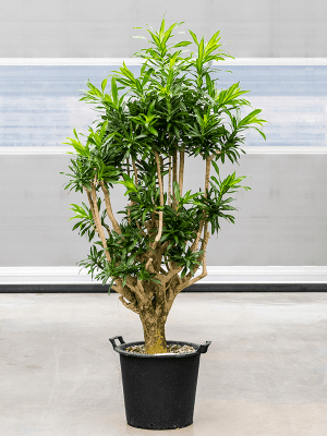 dracaena reflexa pleomele