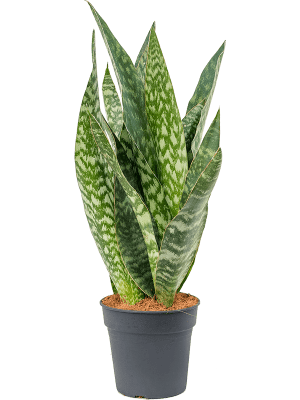 Nieuwkoop Europe | Sansevieria aubrytiana