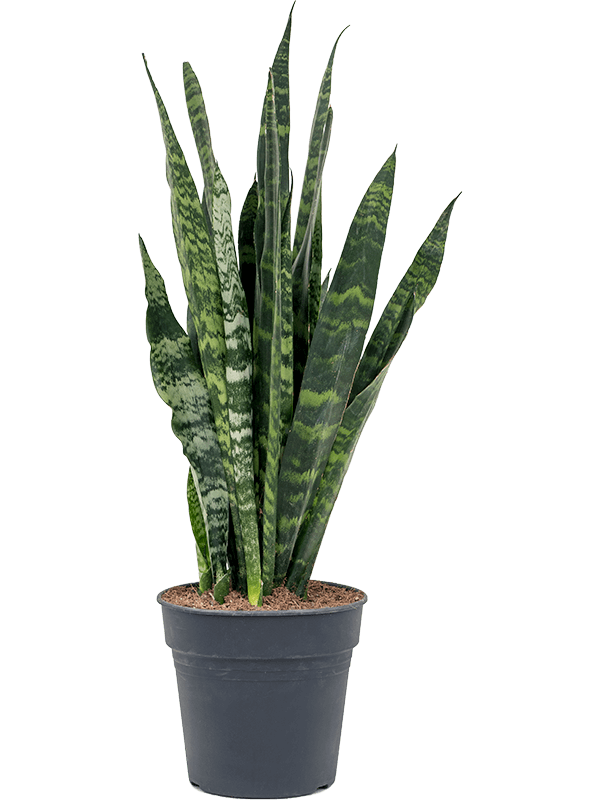 Sansevieria trifasciata 'Black Coral' | Nieuwkoop Europe