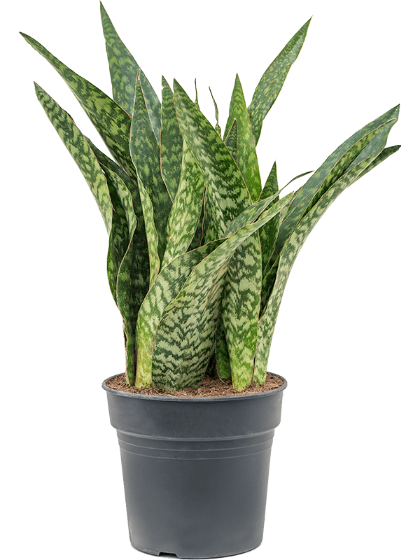 Nieuwkoop Europe | Sansevieria dragon