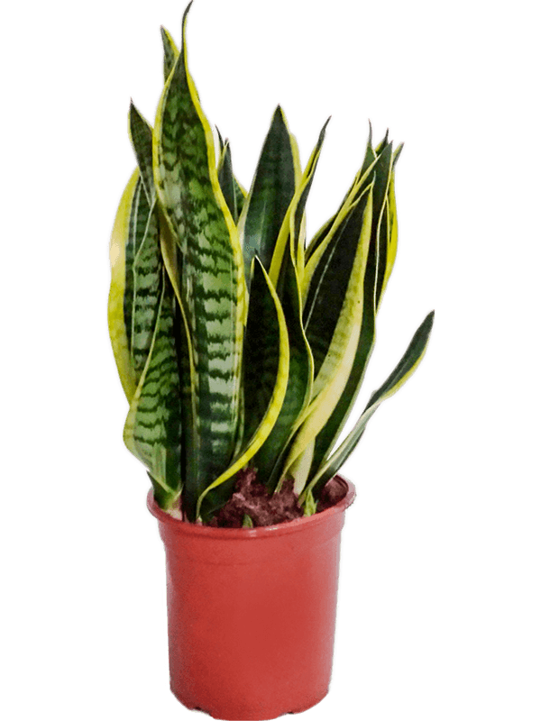 Sansevieria futura superba | Nieuwkoop Europe