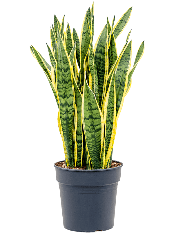 Sansevieria laurentii | Nieuwkoop Europe