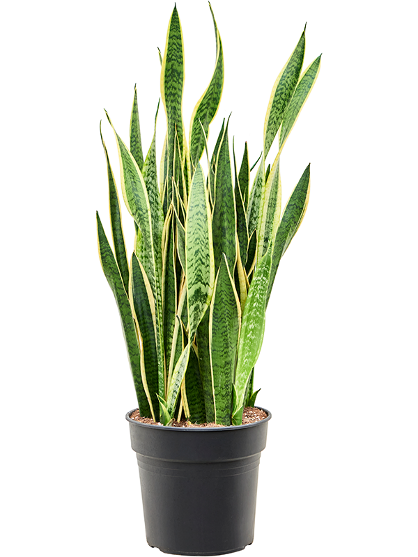 Sansevieria laurentii | Nieuwkoop Europe