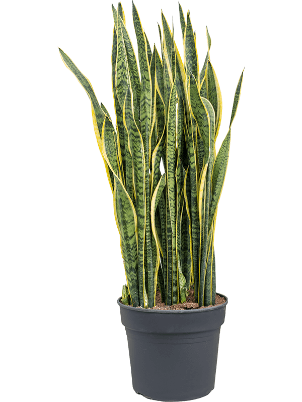 Sansevieria trifasciata 'Laurentii' | Nieuwkoop Europe