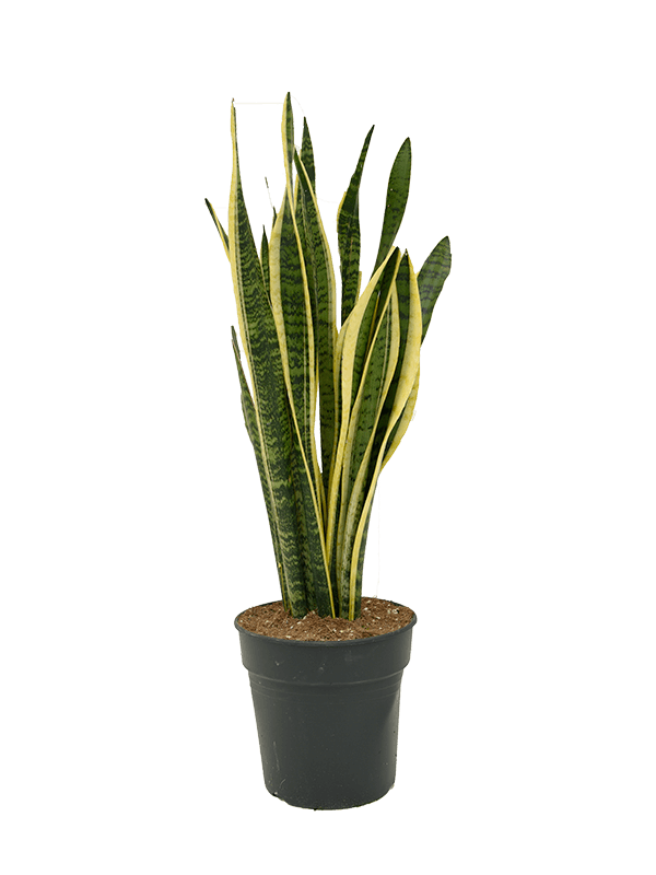 Sansevieria laurentii | Nieuwkoop Europe