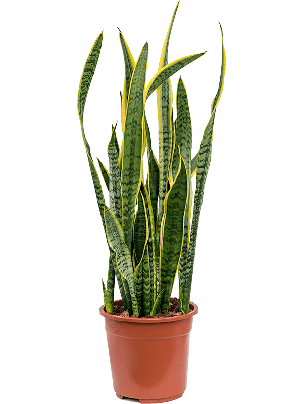 Sansevieria laurentii | Nieuwkoop Europe