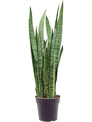 Nieuwkoop Europe | Sansevieria zeylanica