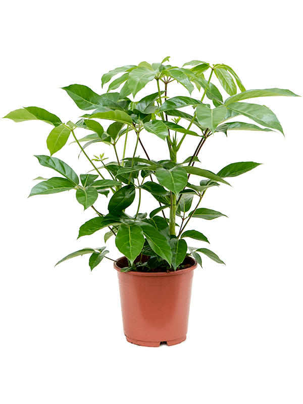 Schefflera actinophylla 'Amate' | Nieuwkoop Europe