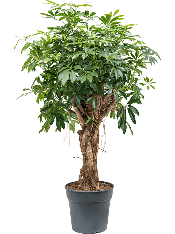 Schefflera arboricola | Nieuwkoop Europe