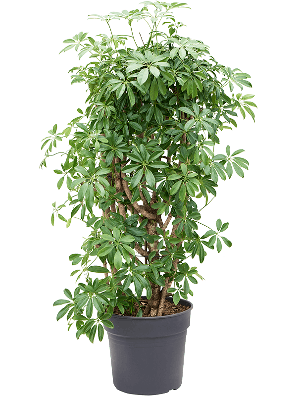 Schefflera arboricola | Nieuwkoop Europe