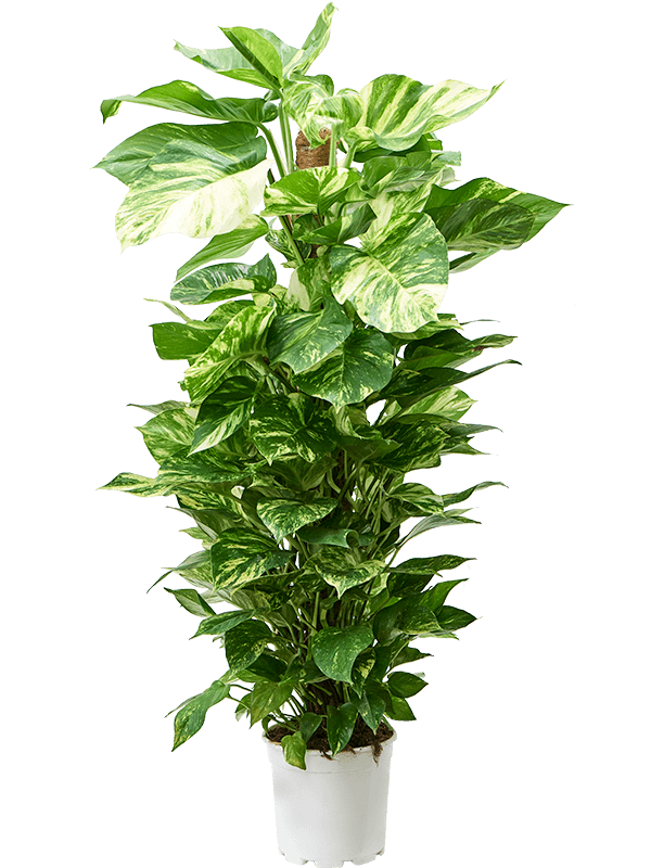 Scindapsus (epipremnum) aureum | Nieuwkoop Europe