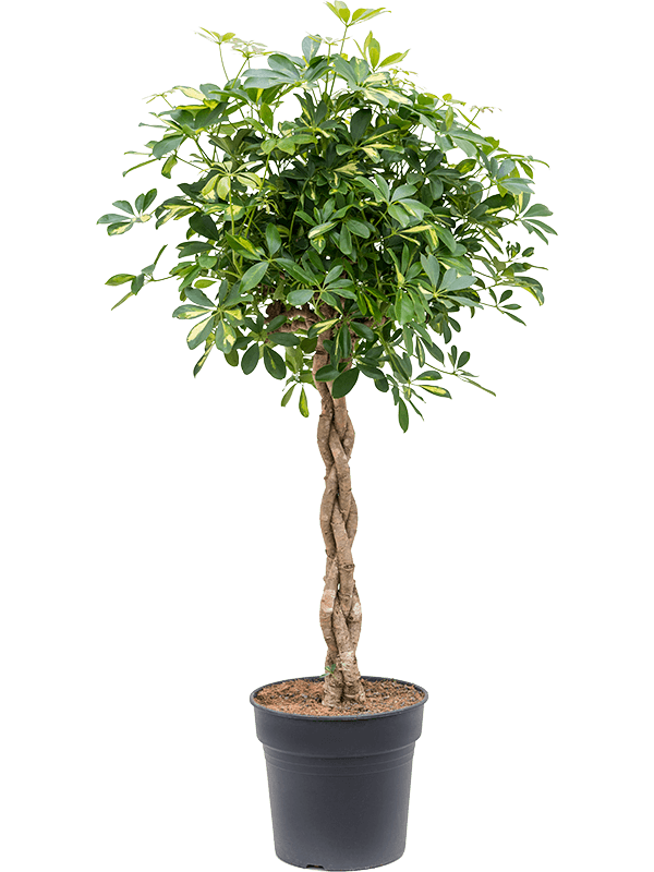 Nieuwkoop Europe | Schefflera gold capella