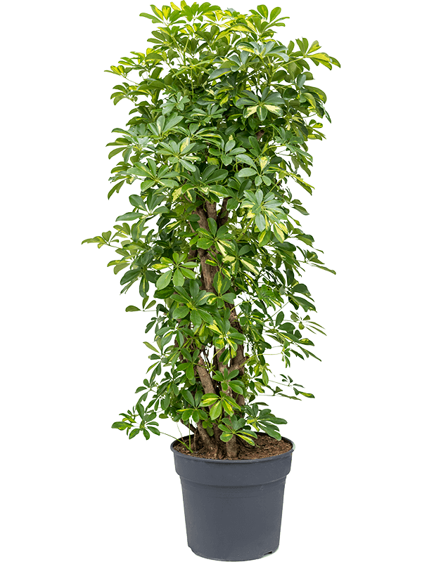 Schefflera gold capella | Nieuwkoop Europe