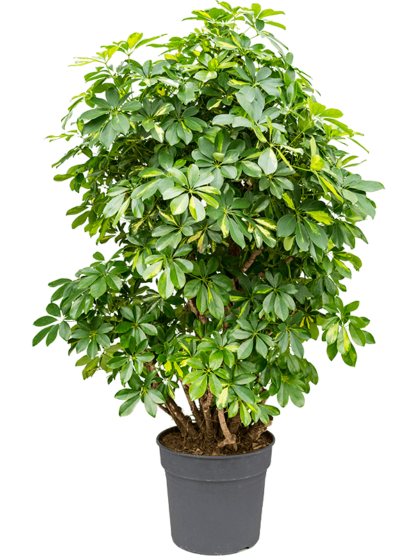 Schefflera arboricola 'Gold Capella' | Nieuwkoop Europe