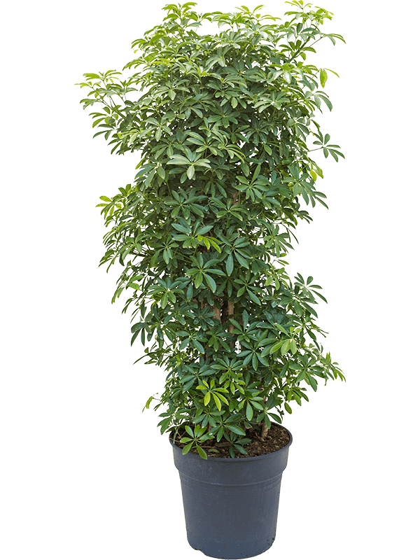 Schefflera louisiana | Nieuwkoop Europe