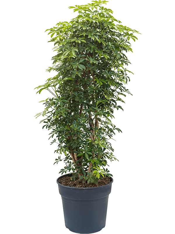 Schefflera louisiana | Nieuwkoop Europe