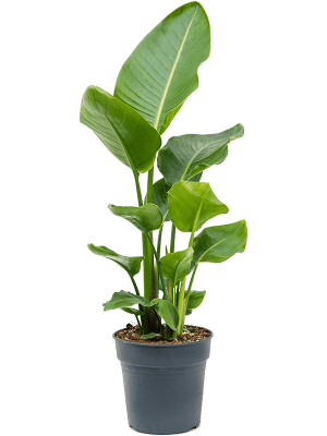Strelitzia nicolai Toef 24/23 100 - Plant