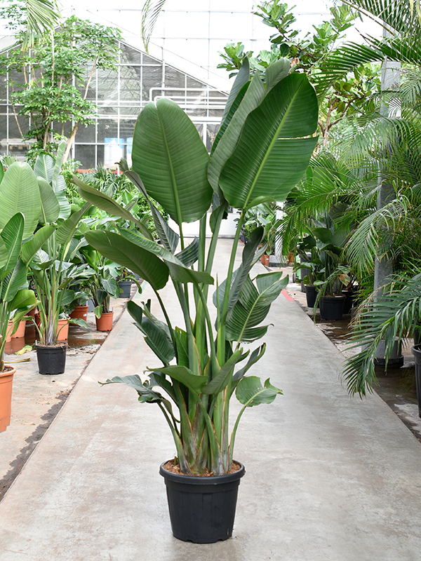 Buy Strelitzia nicolai 3pp 40/33 Soilculture? | Nieuwkoop Europe