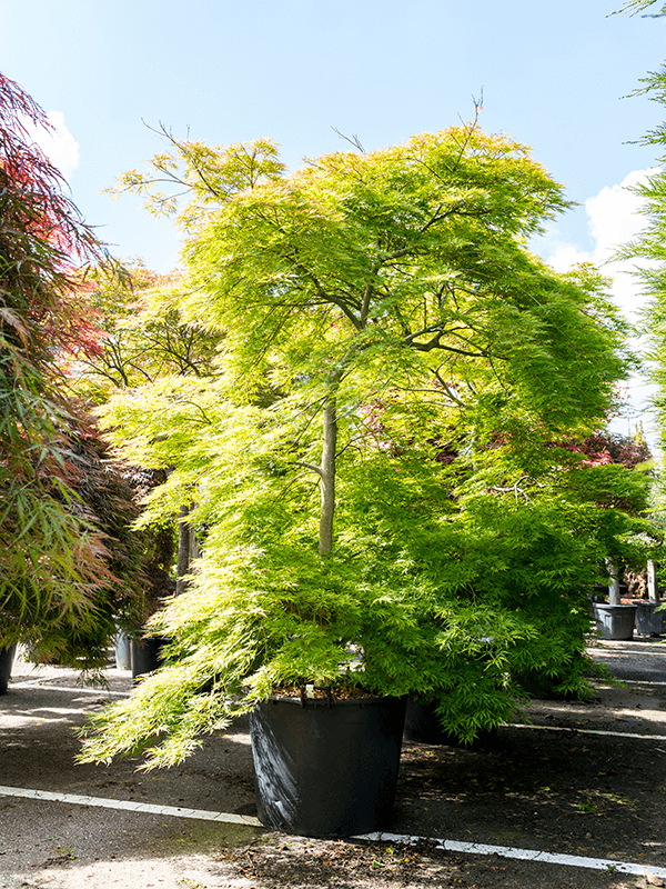 Acer palmatum dissectum rubrifolium | Nieuwkoop Europe