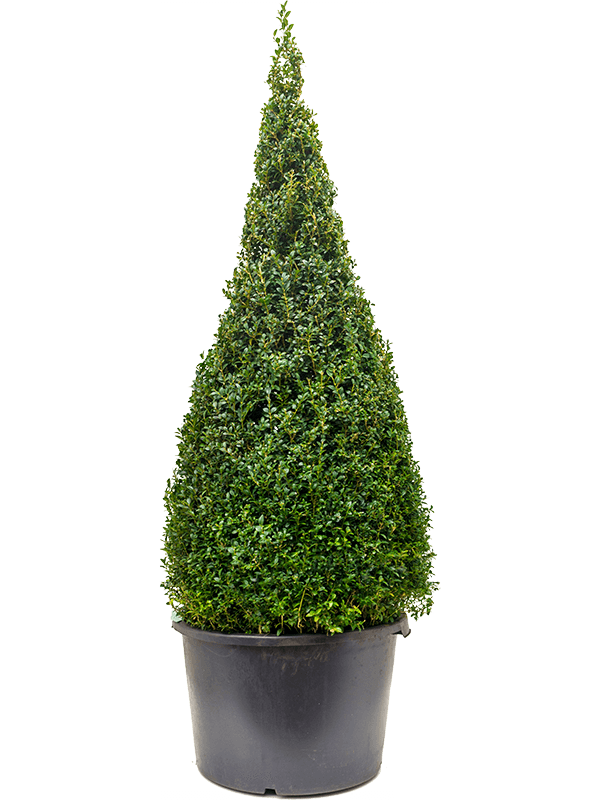 Buxus sempervirens | Nieuwkoop Europe