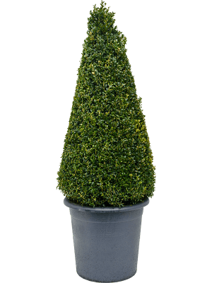 Buxus sempervirens | Nieuwkoop Europe