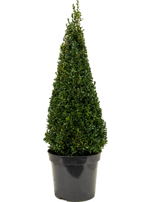 Buxus Sempervirens 