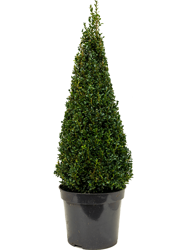 Buxus sempervirens | Nieuwkoop Europe