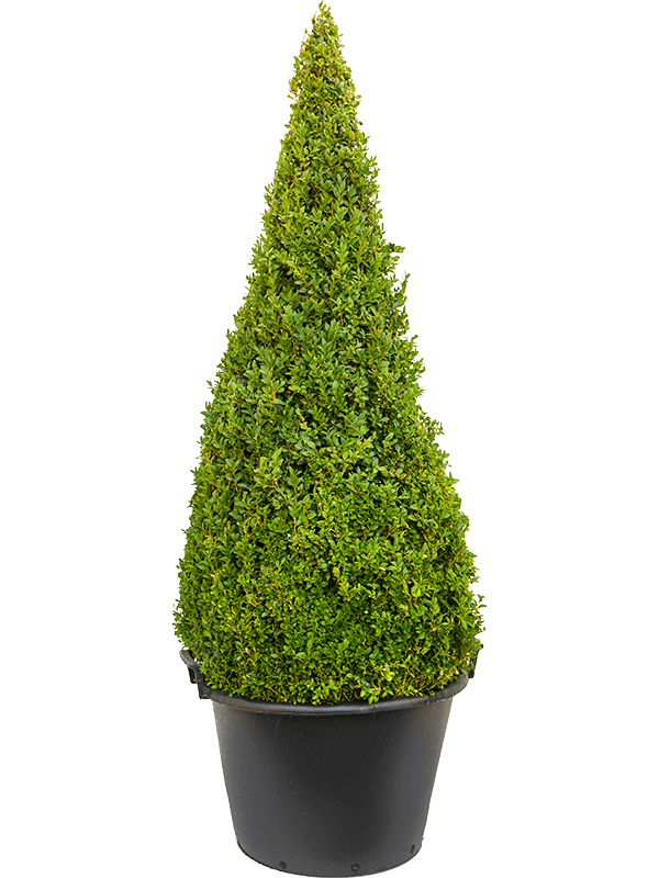 Buxus sempervirens | Nieuwkoop Europe