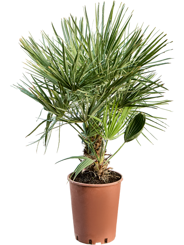 Chamaerops humilis | Nieuwkoop Europe