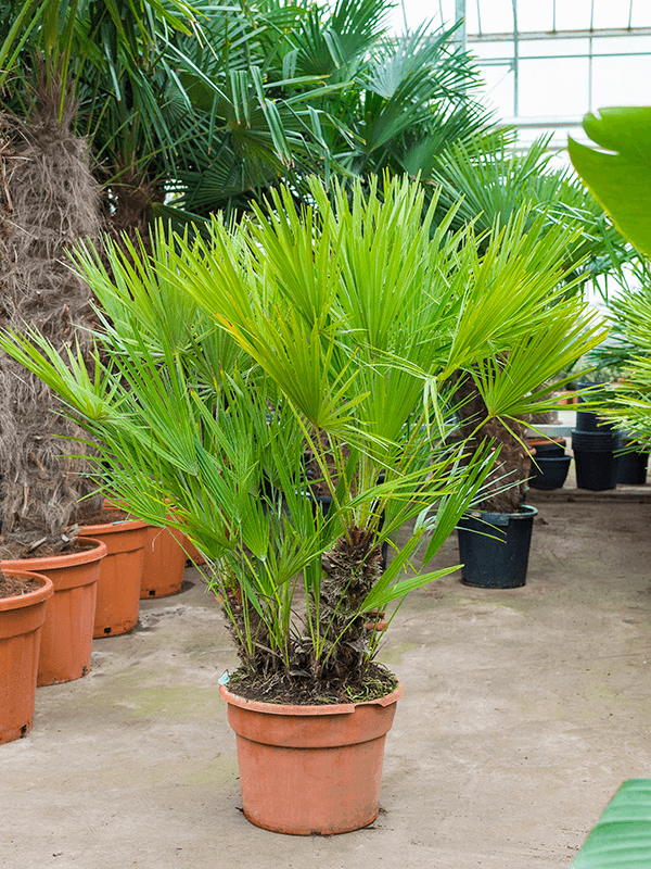 Chamaerops humilis | Nieuwkoop Europe