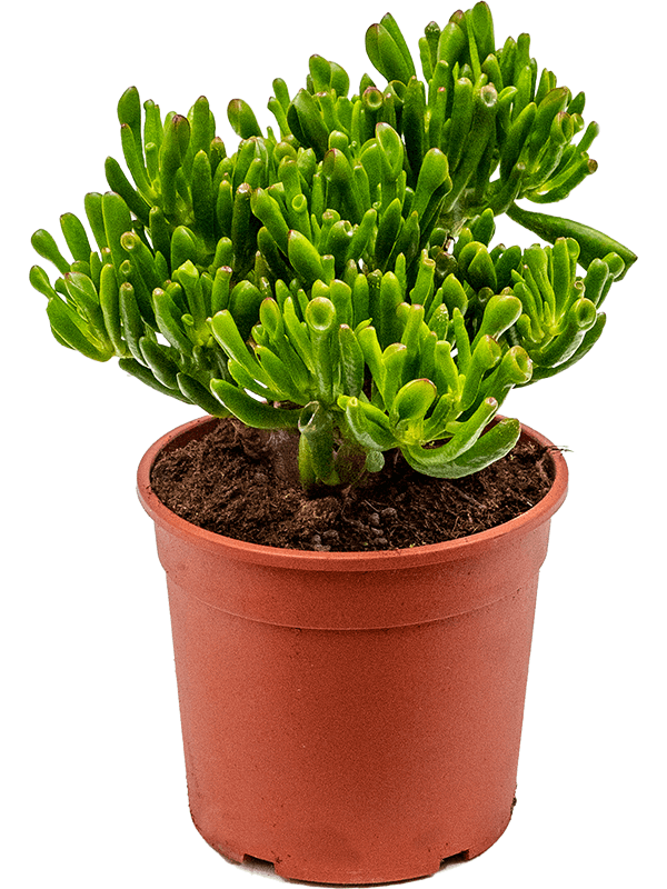 Lot de 2 Crassula Ovata “Hobbit” Plante verte Hauteur 20-30cm Crassule argentée Pot Ø 12cm Lot de 2 plantes