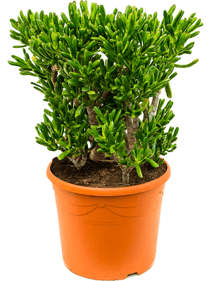 Crassula horntree