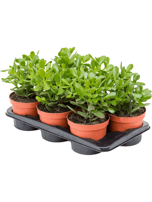 Lot de 2 Crassula Ovata “Hobbit” Plante verte Hauteur 20-30cm Crassule argentée Pot Ø 12cm Lot de 2 plantes