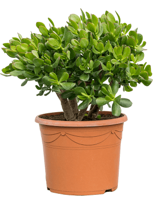 Crassula ovata 'Horntree' | Nieuwkoop Europe