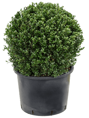 Ilex dark deals green