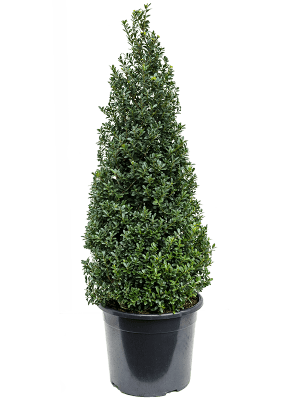 Ilex crenata dark green | Nieuwkoop Europe