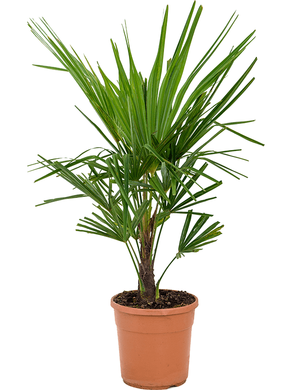 Trachycarpus fortunei | Nieuwkoop Europe