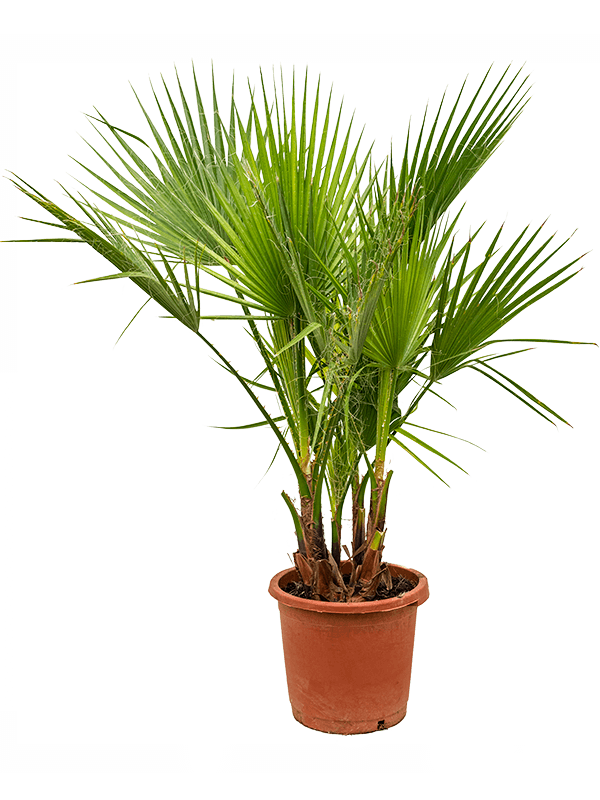 Washingtonia robusta | Nieuwkoop Europe